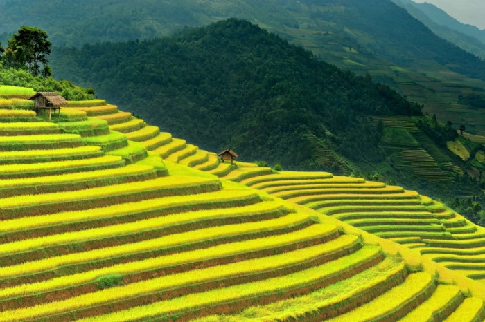 3N2D Tour | Colors of the Highlands in Mu Cang Chai Depart from Hanoi